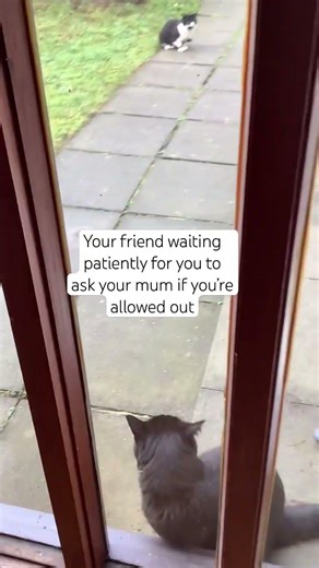 Why does he always bring friends home 😹😻