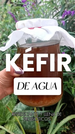 Cultivos Fermbio | Kéfir, Kombucha y otros fermentos on Instagram: "Si quieres adquirir cultivos probióticos de kefir de leche y agua y demás cultivos iniciadores, envíanos un mensaje, hay un link en nuestro perfil que te llevará a nuestro Whatsapp. #kefir #kefirdeleche #bulgarosdeleche #bulgaros"