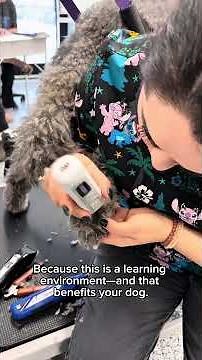 What Really Happens When Your Dog Is Groomed by Students #doggroomingforbeginners #dog #dogvideos