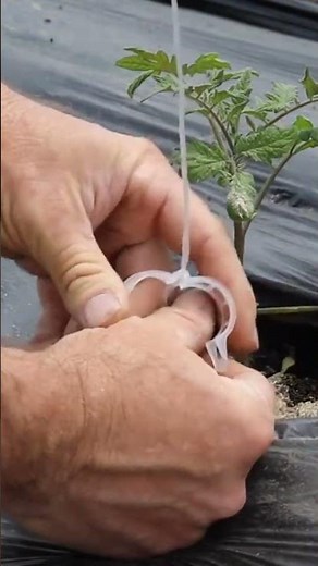 Tomato Clips #gardening