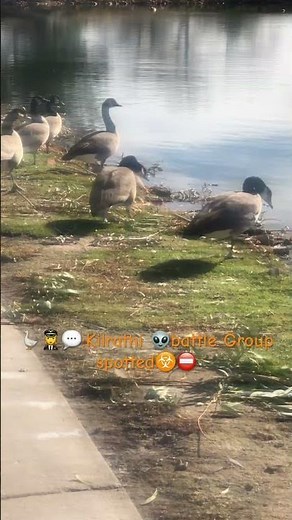 Wing Commander Geese 🪿 armada 🚀🛳️🚢