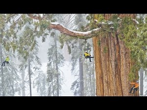 The President : A 3,200 Year Old Tree so Big it has Never Been Captured in a Single Image – Until Now