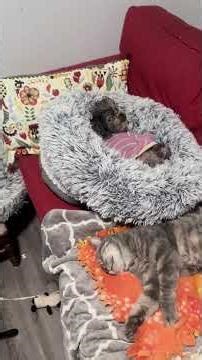 Shih Tzu Maltese Vicious, gray Maine Coon mix Flotsam sleep on the loveseat, Pixel is in the office