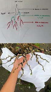 242K views · 2.7K reactions | Basic 1/2/3 mga idol.裏 | art'bonsai101 | Facebook