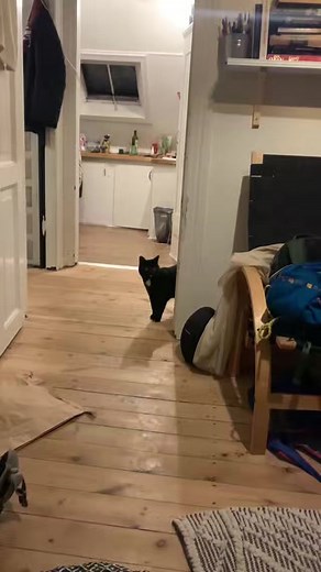 Funny Gorilla Cat Transformation Video Compilation