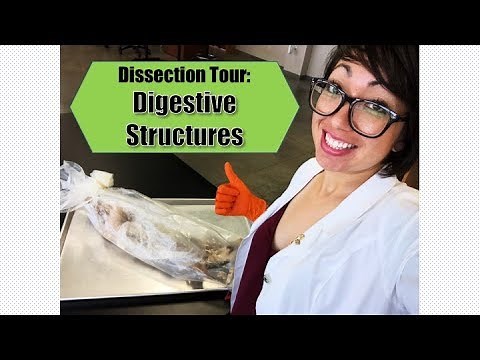 Dissection Tour: Digestive Structures