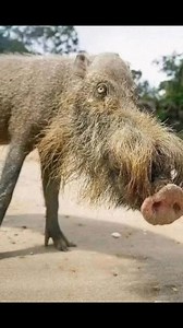 This Bornean bearded pig travels farther than most vacations just to plant trees and feed forests. Ugly? He’s out here doing the work. #pigs #pigsarefriendsnotfood | Discvr Blog