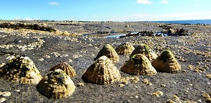 How the humble limpet helped humans develop, survive and thrive