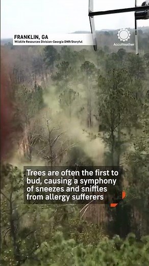 Pollenpallooza: Clouds of Pollen Explode