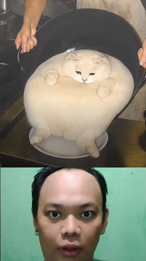 WAIT FOR IT... 😹 #shorts #shortsvideo