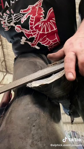 Dora getting some new kicks @rdfarrierpractice #farrier #horseshoe #asmr #equestrian #satisfyingsounds #fyp