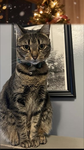 #feliznavidad #Titi #eeuu #CapCut #crecerentiktok