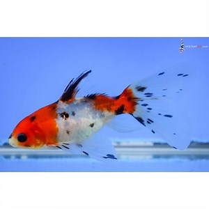 4” Imported Shubunkin