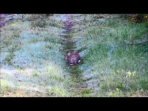 Le lapin de garenne.wmv