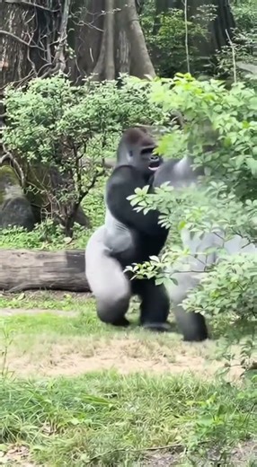 Intense Gorilla Showdown #Gorilla #WildlifePOV #NatureEncounter #GorillaBehavior #WildlifeVideo