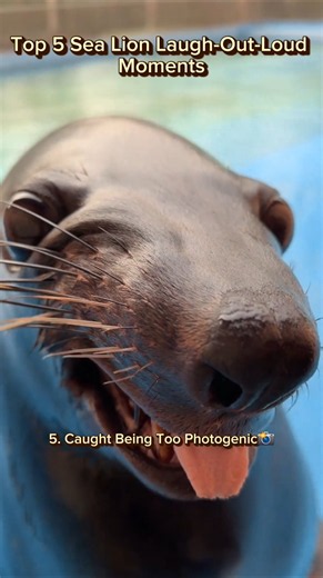 Top 5 Sea Lion Laugh Out Loud Moments | Try not to laugh #sealion #funnyvideo #trend