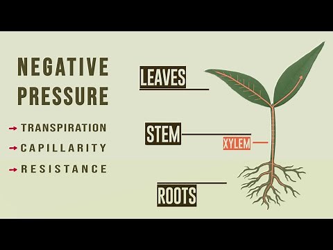 How plants transport water under negative pressure?
