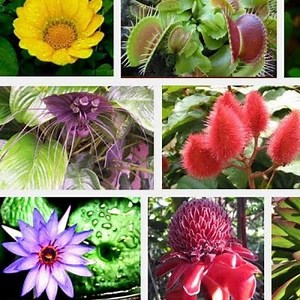 Endangered Plants and their Causes ▷➡️ Postposmo