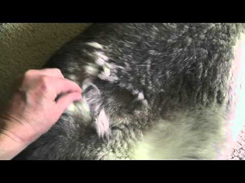 Siberian Husky shedding blowing her coat