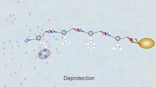 【Fmoc】<中英字幕>多肽固相合成演示动画 Solid Phase Peptide Synthesis