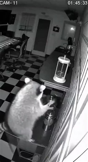 Raccoon Caught on CCTV #raccoon #caught #cctv #aivideo #unitedstates