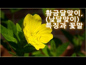 황금달맞이꽃(낮달맞이꽃)특징과꽃말