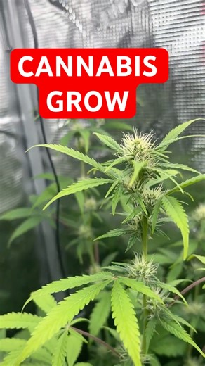 CANNABIS GROW EFFECT 🥦 #grow #viral #upgrade