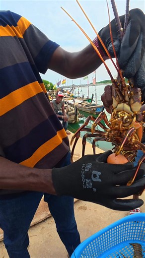 Testing Spinny Lobster's Clapping Power Against Raw Eggs