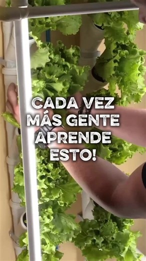 Hidroponía en casa 🌱 huerto hidropónico fácil Cada vez más personas están aprendiendo a cultivar desde casa y depender menos del supermercado 😮 Con hidroponía puedes empezar usando poco espacio, sin tierra y aunque nunca hayas cultivado antes 🌱 Aprende hidroponía paso a paso en una clase gratuita 👇 Comenta “cultivo” y da click en el link del perfil para entrar #hidroponiaencasa #huertohidroponico #cultivoencasa #hidroponia #huertoencasa