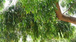 Acacia Auriculiformis Stock Footage Video (100% Royalty-free) 18495091 | Shutterstock