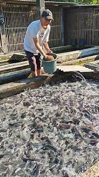 Changing catfish pond water before feeding