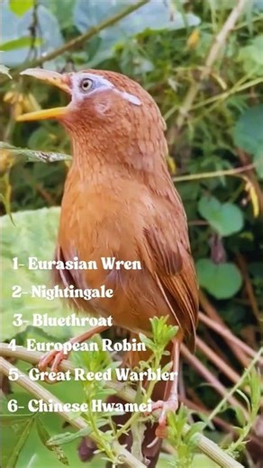 Unforgettable Bird Calls & Singing | Pure Natural Bird Sounds for Meditation, Sleep & Stress Relief