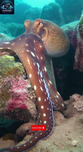 Now You See Me, Now You Don't! 🐙 The Incredible Shape-Shifting Octopus