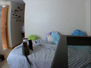 These cats, Church and Kitten, were play-fighting each on a bad. In all this excitement, they failed to notice they were at the edge of the mattress. Consequently, they lost their balance and fell off the bed. | Jukin Copyright Management | Facebook