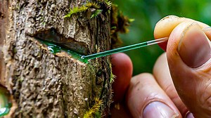 Harvesting metal from plants that suck it out of the ground