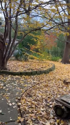 A peek into my garden, Ginkgo leaves, Persian Ironwood and Needle Palms, oh my! #organicgardening #homegarden #arboristsofinstagram #ginkgotree #plantlife | Howard Garrett, Dirt Doctor