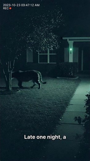 When your Ring camera catches what no one believes… 👀🐅 #shorts