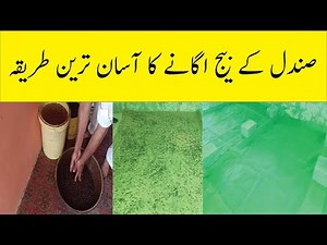 How to Grow Sandalwood Seeds At Home || Sandalwood Seeds Germination Process || How to Grow sandal