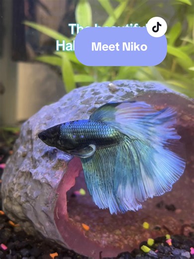 Our new addition Niko 🧿 The half moon Betta 🪬 Did you know Halfmoon Betta fish get their name from their tail? When they flare, it opens into a perfect 180° half-moon shape 🌙💫 These little beauties are more than just pretty faces… ✨ Known for their flowing fins and stunning colours ✨ Smart, curious & able to recognise their owners ✨ Build bubble nests when they’re happy and thriving ✨ Graceful swimmers with big personalities Elegant, feisty, and full of character — Halfmoon Bettas are truly 