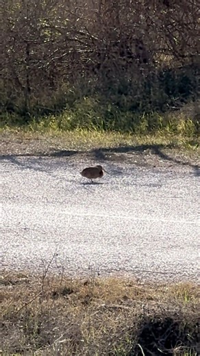 Woohoo! We just saw an American Woodcock (Scolopax minor) near the Park Store, grooving its way into the weekend. 🎶 Woodcocks are pretty rare in this neck of the woods, so you can imagine the excitement. 🤩 That legendary strut, those tiny stomps, that “I’m off the clock” energy. Heading straight into a weekend of winter weather, but the dance does not stop. Scientists aren’t quite sure why the species does this interesting little dance, but hey, who are we to judge? We all know an Elaine. Who 