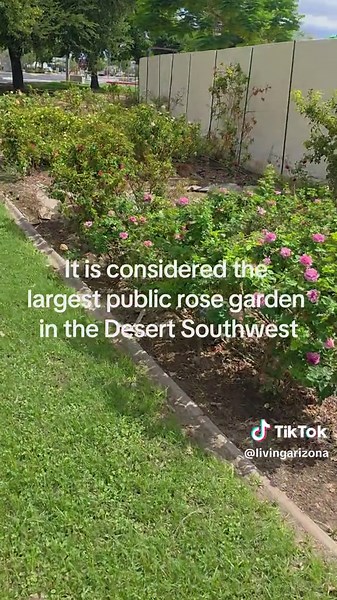 During peak months the garden is absolutely beautiful ♡ #rosegarden #mcc #mesa #arizona #arizonacheck The MCC Rose Garden welcomes community volunteers year-round. You don’t need prior gardening experience—experts from the Mesa East Valley Rose Society will guide you in learning how to prune, deadhead, and care for the nearly 9,000 roses. Volunteers usually gather on Saturday mornings, with a special group called the Deadheaders meeting every 3rd Saturday at 8:00 am on the east patio near the ga