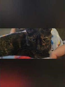 Relaxing Cat ASMR 🐱 Gently Petting My Tortie Kitty on a Cozy Saturday. #cats #video #youtubeshorts