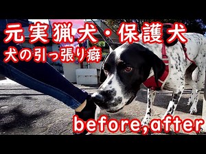 元保護犬＆実猟犬の強すぎる引き癖 Before&After #イングリッシュポインター