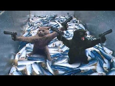 CAT MEMES COMPILATION V12