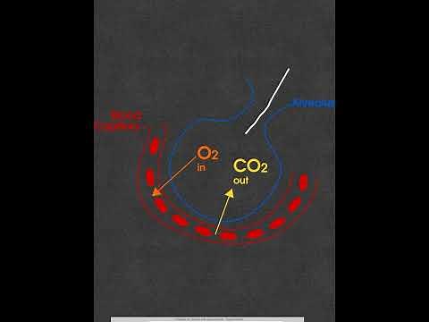 What are the advantages of biconcave shape of RBCs? #medicaleducation #hematology #biology #blood