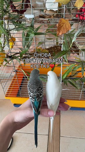 тгк: krishhhkaaa #попугай #волнистыйпопугай #волнистие