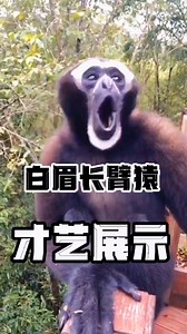 90K views · 1K reactions | Want the Gibbon to sing Just mimic its call, and it will follow! 1080P monkey style!  #GibbonMimic #AnimalCommunication | Lily's Pets | Facebook