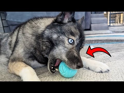 Is This the Ultimate Interactive Dog Toy? Cheerble Wicked Ball