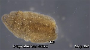 Planaria Regeneration Time-lapse copy