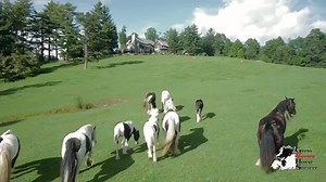 Unusual Horses: Gypsy http://bit.ly/1QLFbQd | Horse Network